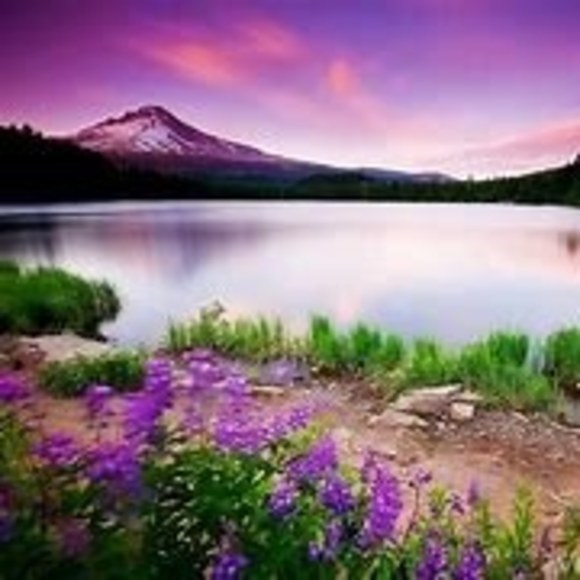 Meet your Posher, Joey - Picture 1 of 1